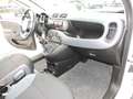 Fiat Panda 1.2 easypower Easy Gpl 69cv E6 Weiß - thumbnail 17