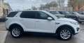 Land Rover Discovery Sport 2.0 TD4 150 Auto Business Ed. Premium SE Bianco - thumbnail 6