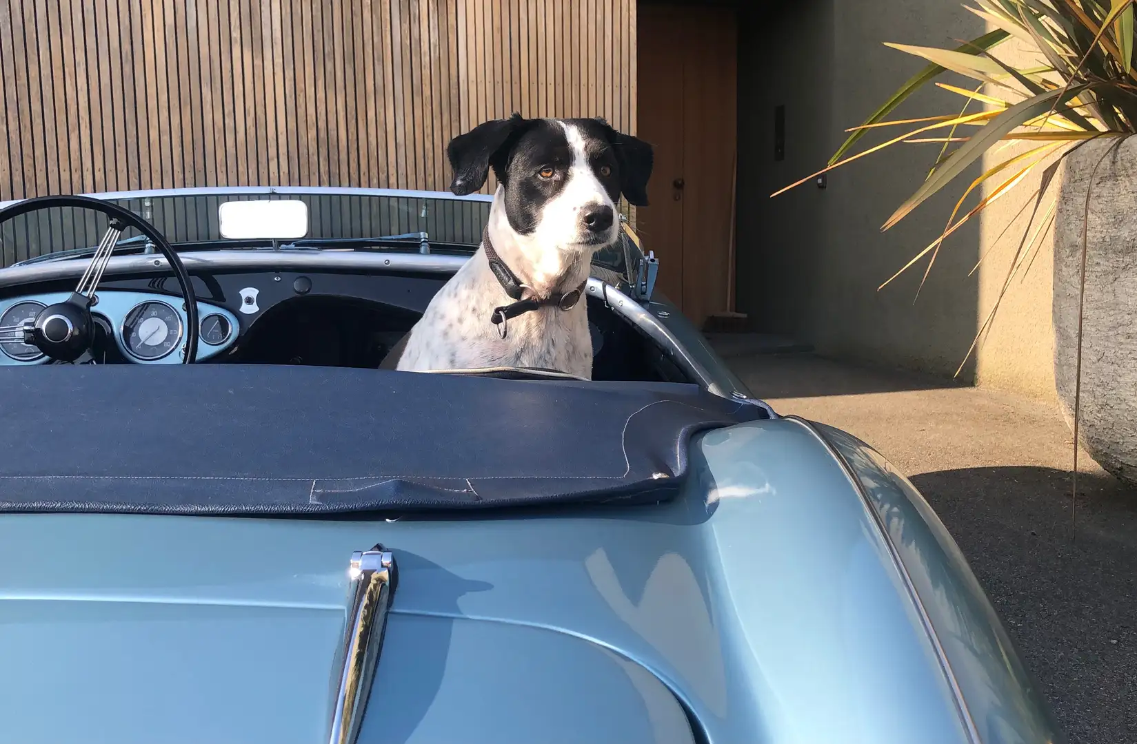 Austin-Healey 100 100/4 BN1 Blau - 1