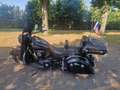 Indian Chief Dark Horse Negro - thumbnail 2