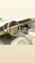 Daimler Double Six Daimler double six v12 - thumbnail 1