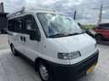 Fiat DUCATO Camperbus Weiß - thumbnail 4