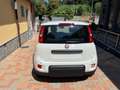 Fiat Panda PANDINO my25 1.0 cv hybrid panda Bianco - thumbnail 5