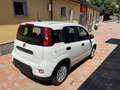 Fiat Panda PANDINO my25 1.0 cv hybrid panda Bianco - thumbnail 6