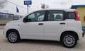 Fiat Panda Panda III 2016 1.2 Easy s Blanc - thumbnail 7