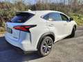 Lexus NX 300h F-SPORT FULL HYBRID 4WD GANCIO TRAINO TETTO Bianco - thumbnail 3