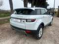 Land Rover Range Rover Evoque 2.0 TD4 150 CV 5p. PRONTA CONSEGNA Bianco - thumbnail 5