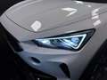 CUPRA Formentor 2.0 TDI 4Drive DSG Bianco - thumbnail 14