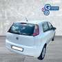 Fiat Punto Punto 1.4 8V 5 porte Natural Power Easy - thumbnail 11