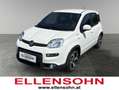 Fiat Panda 8-fach bereift! Weiß - thumbnail 1