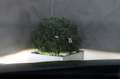 Volkswagen Tiguan Allspace DSG HL 4M HEADUP PANO DYNAUDIO Verde - thumbnail 9