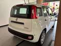 Fiat Panda 1.0 firefly hybrid s Bianco - thumbnail 6