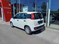 Fiat Panda 4x2 FireFly Hybrid 70 Pandina Weiß - thumbnail 4