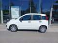 Fiat Panda 4x2 FireFly Hybrid 70 Pandina Weiß - thumbnail 3