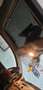 Fiat 500 500 III 1.2 Pop 69cv Blanc - thumbnail 2