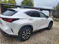 Lexus NX 200t NX II 2022 350h 2.5 Premium 4wd 244cv e-cvt Blanc - thumbnail 5