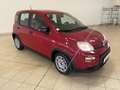 Fiat Panda 1.0 firefly hybrid 70 cv Rouge - thumbnail 4