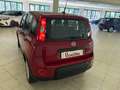 Fiat Panda 1.0 firefly hybrid 70 cv Rouge - thumbnail 10