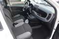Fiat Panda Panda III 2021 1.0 firefly hybrid s&s Bianco - thumbnail 7
