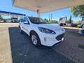 Ford Kuga 1.5 ecoblue Titanium Business 120cv/TAGLIANDATA Blanco - thumbnail 3