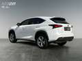 Lexus NX 300 h Luxury E-Four Hybrid Pano*Matrix*360°*SHZ Blanco - thumbnail 4