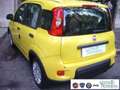 Fiat Panda 1.0 FireFly S&S Hybrid Pandina Urban Vettura Nuova Giallo - thumbnail 8