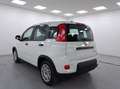 Fiat New Panda Panda 1.0 FireFly S&S Hybrid Weiß - thumbnail 3