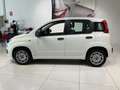 Fiat Panda Panda 1.2 Easy Van 4 posti €5000+iva Bianco - thumbnail 4