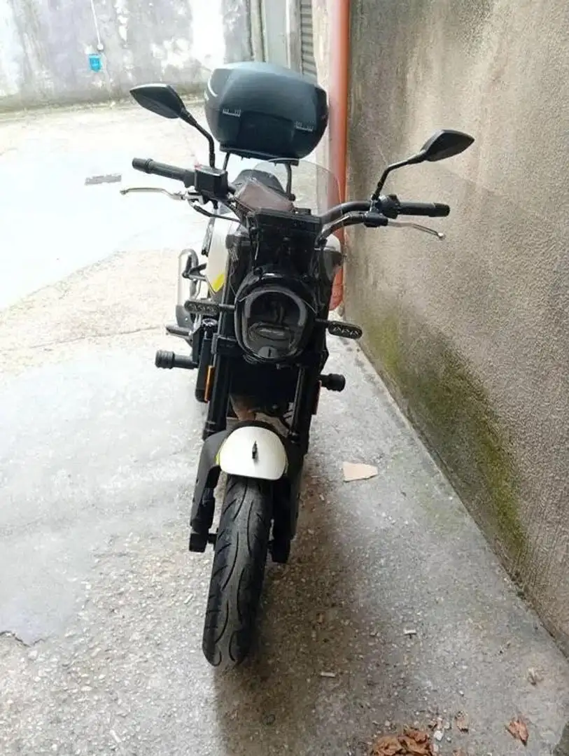 Benelli Leoncino Blanco - 2