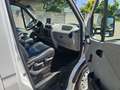 Renault Master 3.5T Paardenwagen 22M3 2.5 D Onbekend Blanc - thumbnail 20