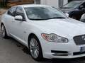 Jaguar XF XF I 2008 Berlina 3.0d V6 Premium Luxury auto Bianco - thumbnail 5