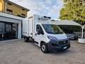 Fiat Ducato 2.300 CELLA FRCX Bianco - thumbnail 3