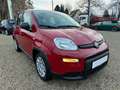 Fiat Panda 1.0 GSE 51kW Mild-Hybrid *City Paket* Rot - thumbnail 2