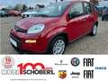 Fiat Panda 1.0 GSE 51kW Mild-Hybrid *City Paket* Rot - thumbnail 1