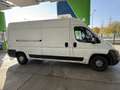 Fiat Ducato EXPORT GÜLTIGES PICKERL - thumbnail 1